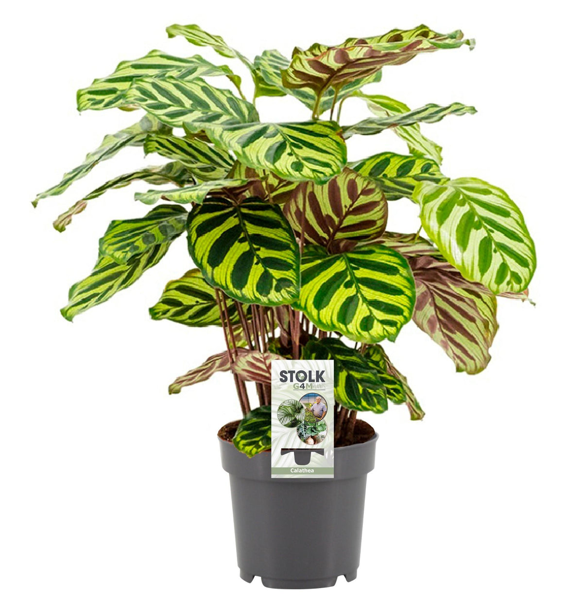 Calathea Makoyana | ↑45 cm | Ø14 cm