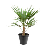 Trachycarpus Fortunei | ↑90 cm | Ø21 cm