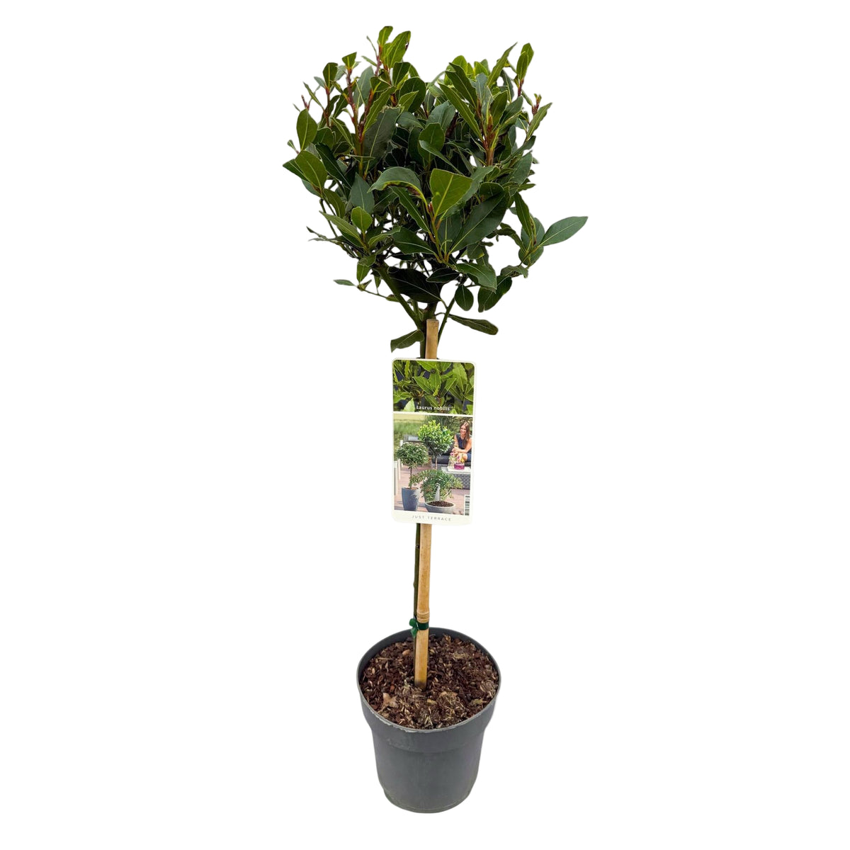 Laurus Nobilis | ↑90 cm | Ø19 cm