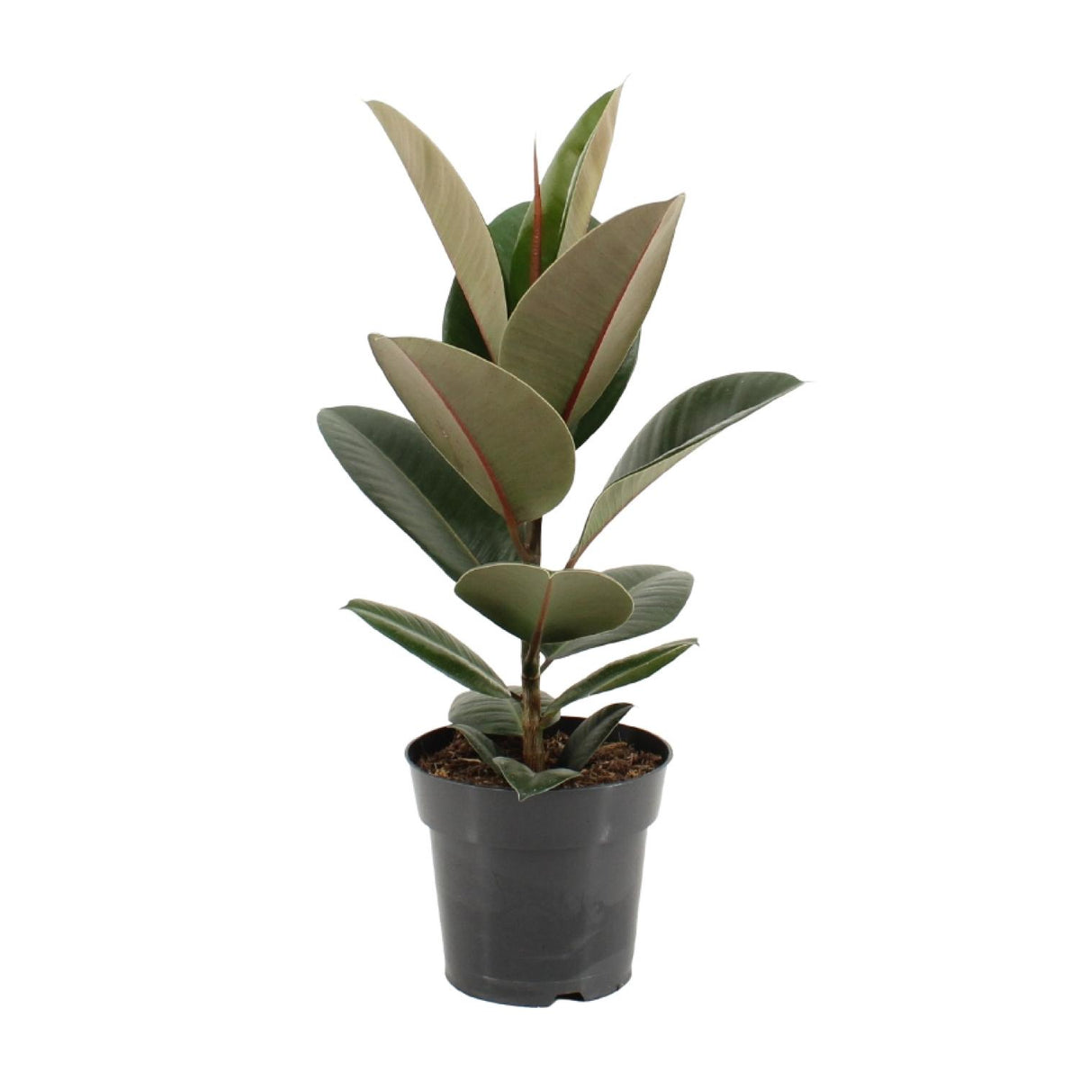 Ficus Elastica Robusta | ↑55 cm | Ø17 cm