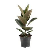 Ficus Elastica Robusta | ↑55 cm | Ø17 cm