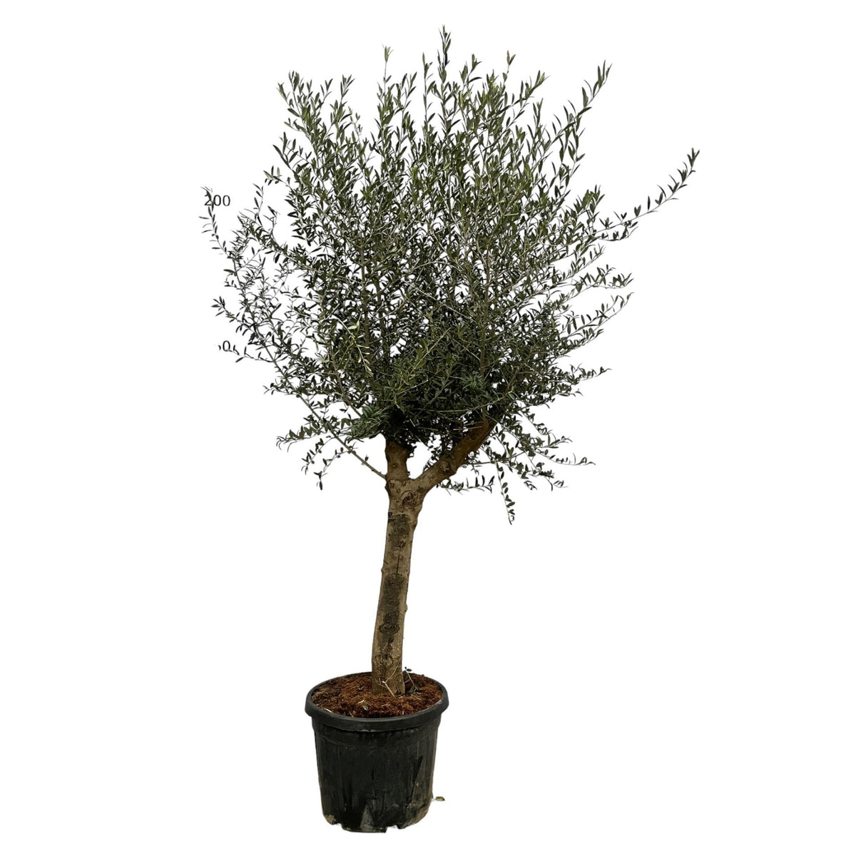 Olea Europaea Lorc | ↑200 cm | Ø45 cm