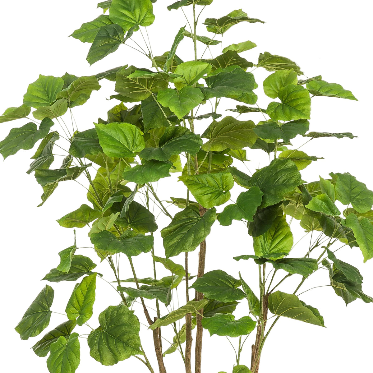 Kunstplant | Ficus Umbellate | ↑180 cm