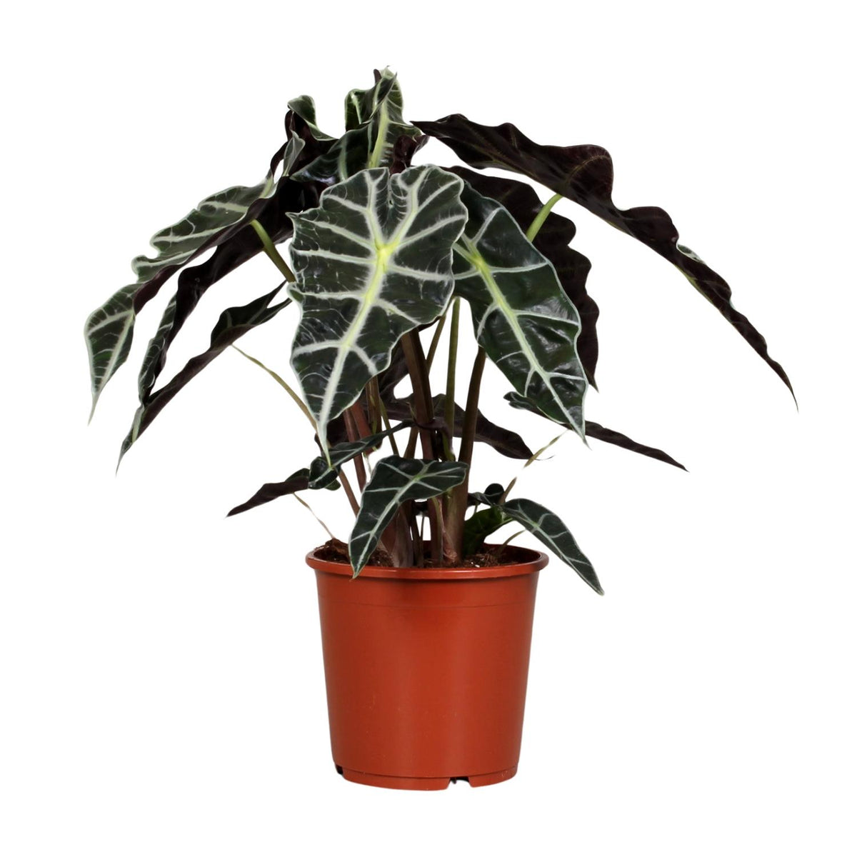 Alocasia Polly | ↑45 cm | Ø17 cm