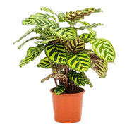 Calathea Makoyana | ↑55 cm | Ø17 cm