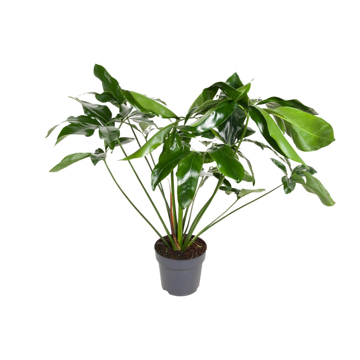 Philodendron Green Wonder | ↑100 cm | Ø24 cm