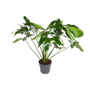 Philodendron Green Wonder | ↑100 cm | Ø24 cm