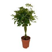 Schefflera Compacta | ↑80 cm | Ø19 cm