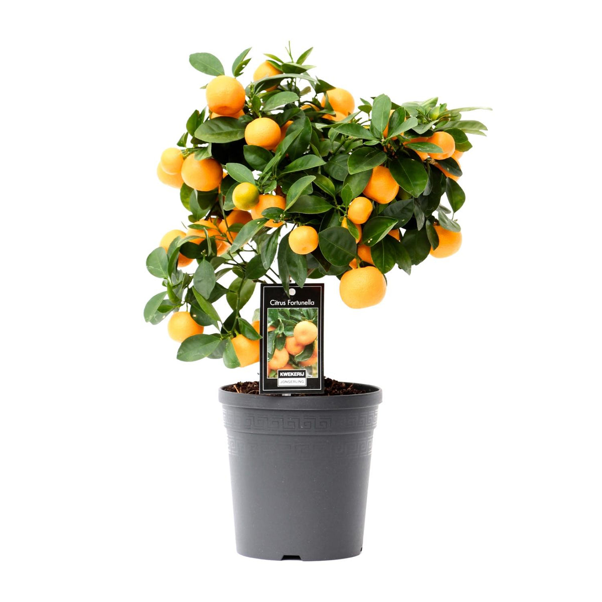 Citrus Calamondin | ↑40 cm | Ø15 cm