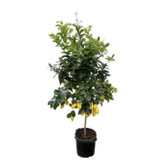 Citrus Lemon | ↑200 cm | Ø40 cm