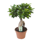 Ficus Ginseng | ↑40 cm | Ø17 cm
