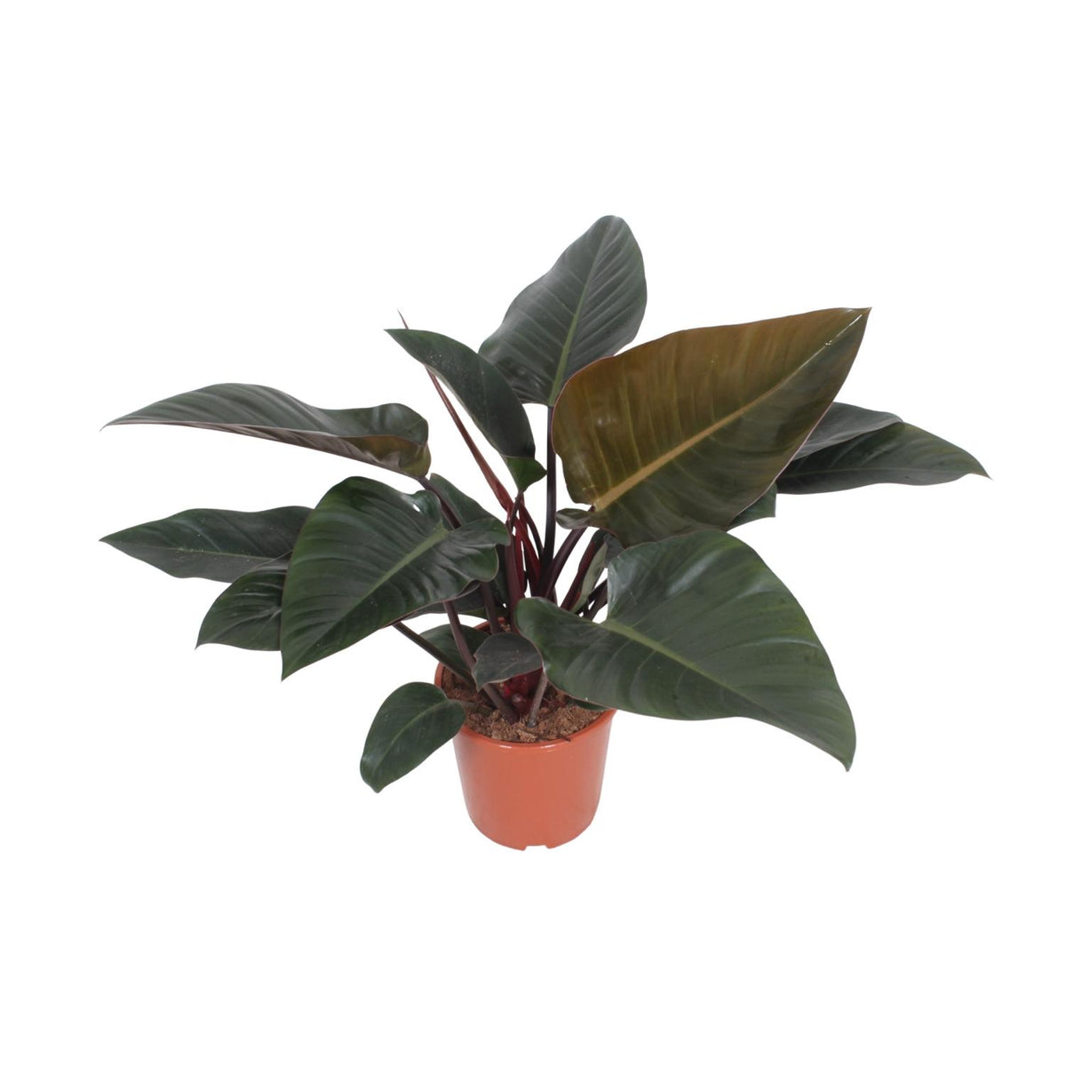 Philodendron Congo Red | ↑80 cm | Ø27 cm