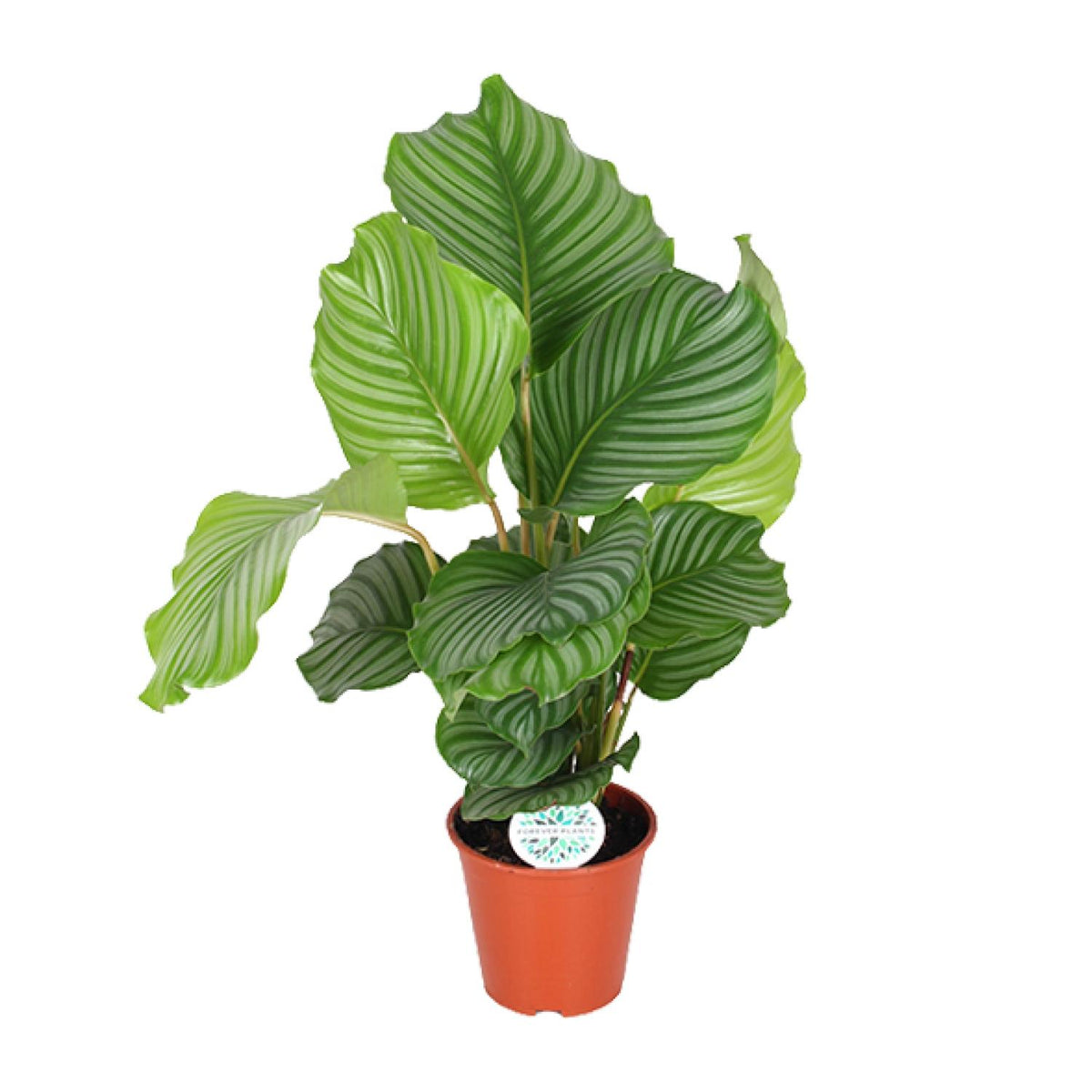 Calathea Orbifolia | ↑60 cm | Ø17 cm