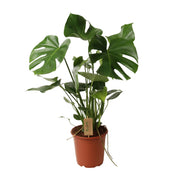 Monstera Deliciosa | ↑60 cm | Ø21 cm
