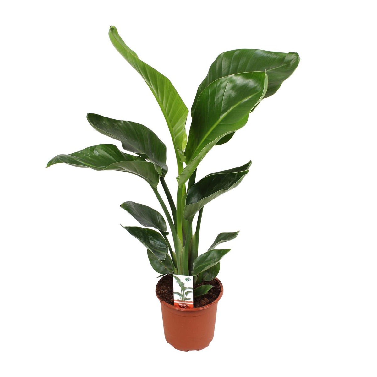 Strelitzia Nicolai | ↑70 cm | Ø17 cm