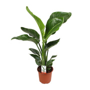 Strelitzia Nicolai | ↑70 cm | Ø17 cm