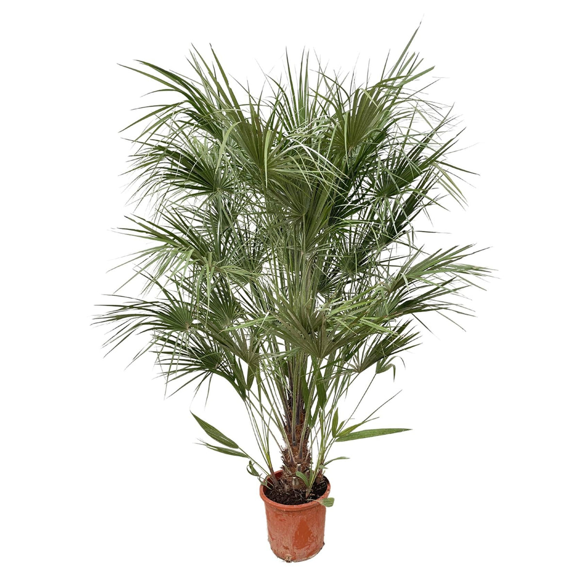 Chamaerops Humilis struik | ↑170 cm | Ø30 cm