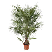Chamaerops Humilis struik | ↑170 cm | Ø30 cm