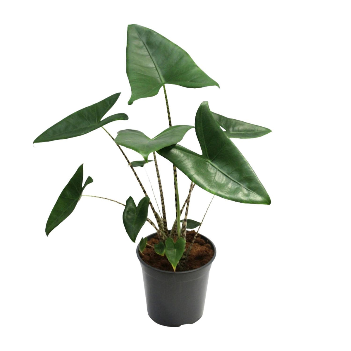 Alocasia Zebrina | ↑80 cm | Ø21 cm