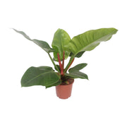 Philodendron Imperial Green | ↑60 cm | Ø17 cm