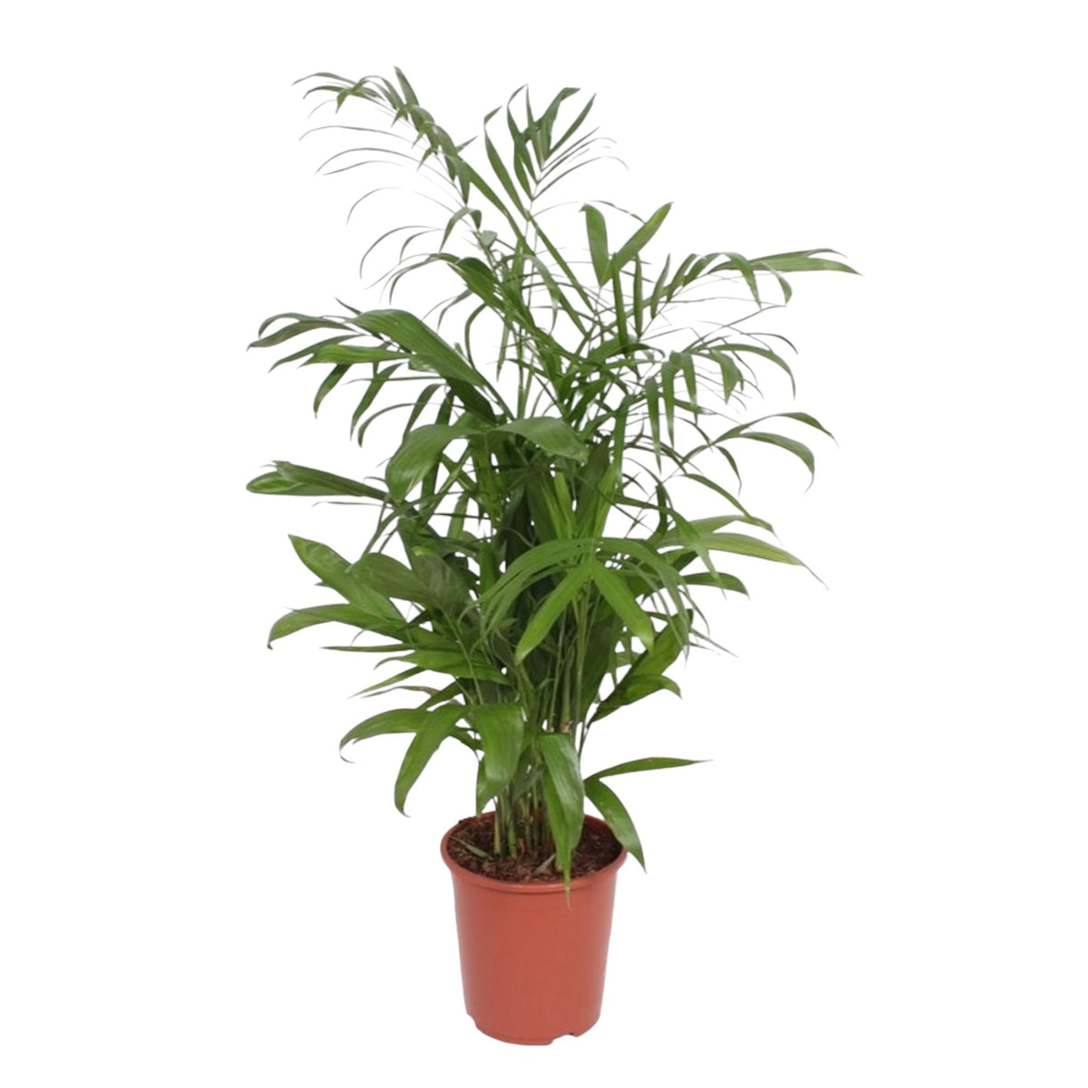 Chamaedorea Seifrizii | ↑140 cm | Ø27 cm