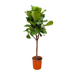 Ficus Lyrata boom | ↑180 cm | Ø30 cm