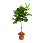 Ficus Lyrata boom XL | ↑210 cm | Ø40 cm