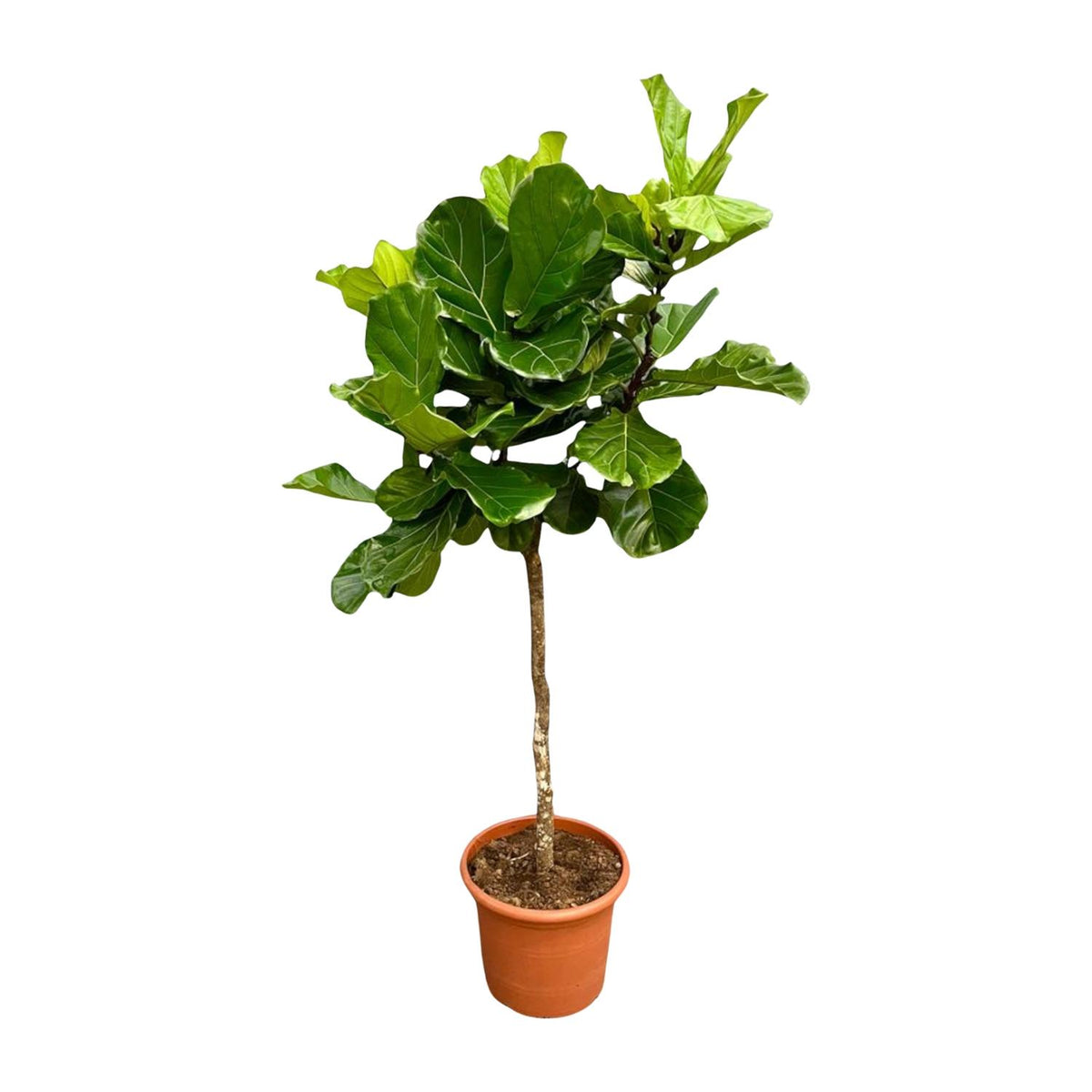 Ficus Lyrata boom XL | ↑210 cm | Ø40 cm