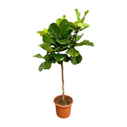 Ficus Lyrata boom XL | ↑210 cm | Ø40 cm