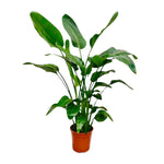 Strelitzia Nicolai | ↑160 cm | Ø24 cm