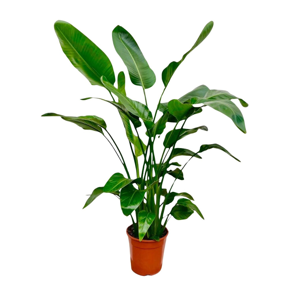 Strelitzia Nicolai | ↑160 cm | Ø24 cm
