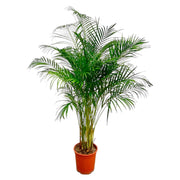 Dypsis Lutescens | ↑180 cm | Ø24 cm