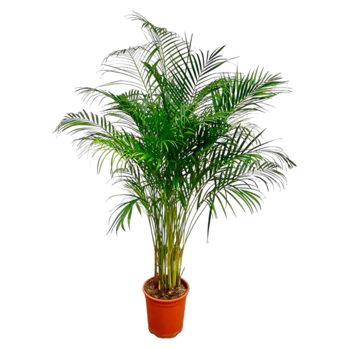 Dypsis Lutescens | ↑180 cm | Ø24 cm