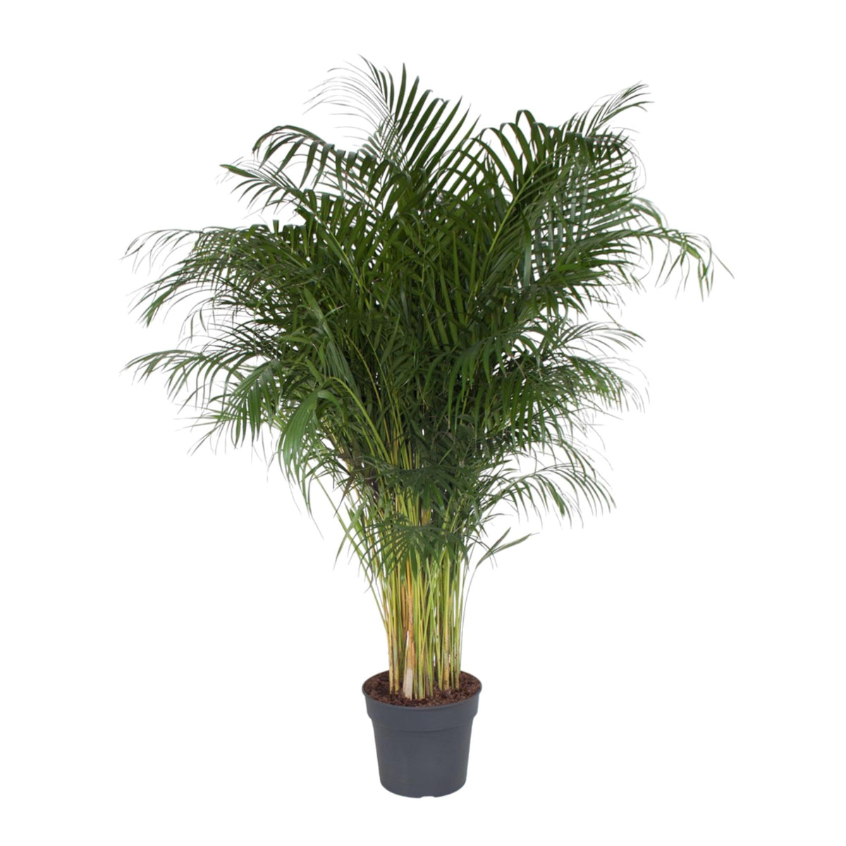 Dypsis Lutescens | ↑200 cm | Ø34 cm