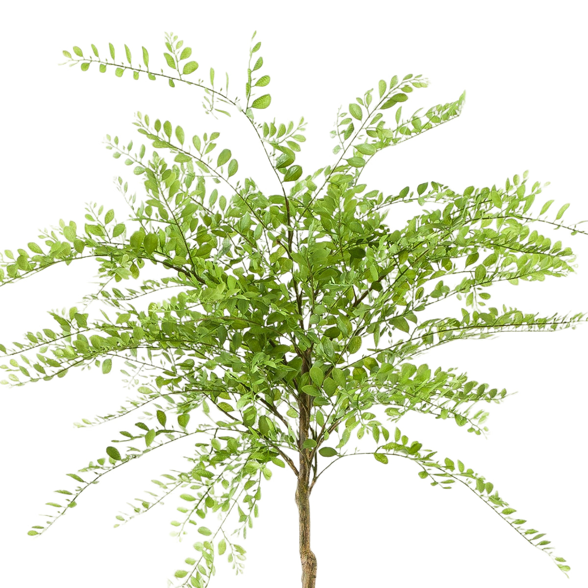 Kunstplant | Sophora Tree | ↑190 cm