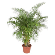Dypsis Lutescens | ↑200 cm | Ø40 cm