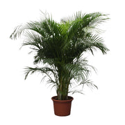 Dypsis Lutescens | ↑230 cm | Ø40 cm