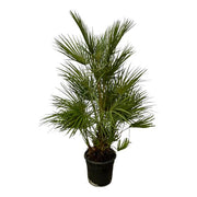 Chamaerops Humilis struik | ↑30 cm | Ø24 cm