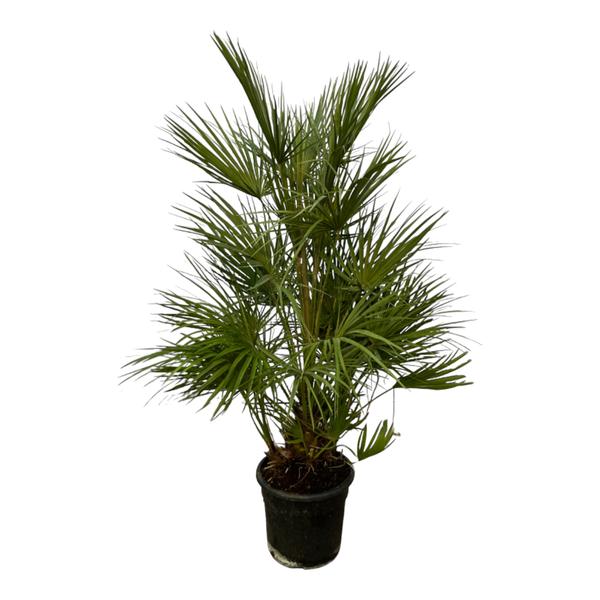 Chamaerops Humilis struik | ↑30 cm | Ø24 cm