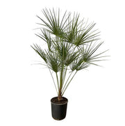 Chamaerops Humilis Op Stam | ↑160 cm | Ø28 cm
