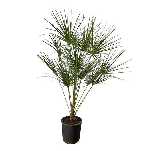 Chamaerops Humilis Op Stam | ↑160 cm | Ø28 cm