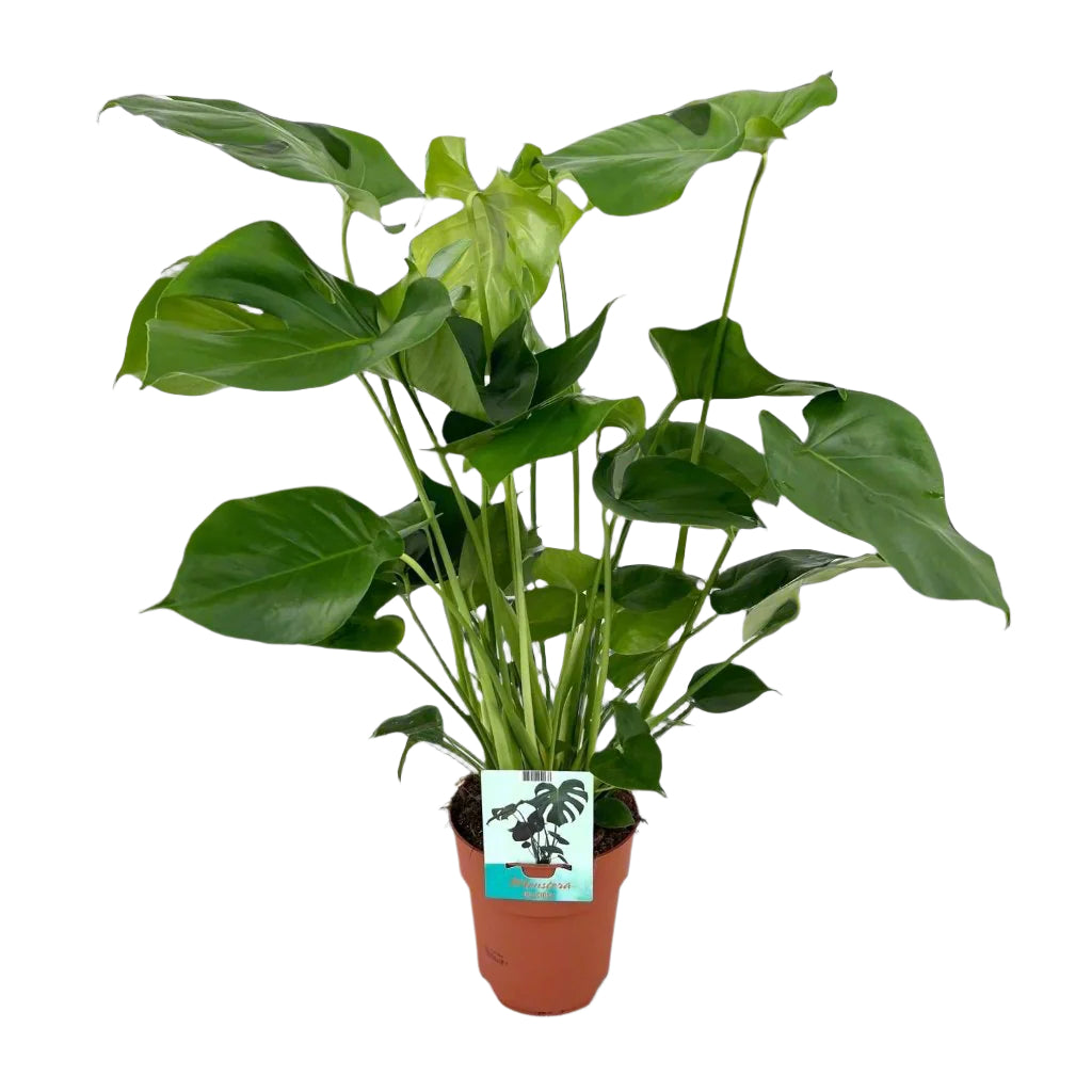 Monstera Deliciosa | ↑60 cm | Ø21 cm