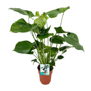 Monstera Deliciosa | ↑60 cm | Ø21 cm