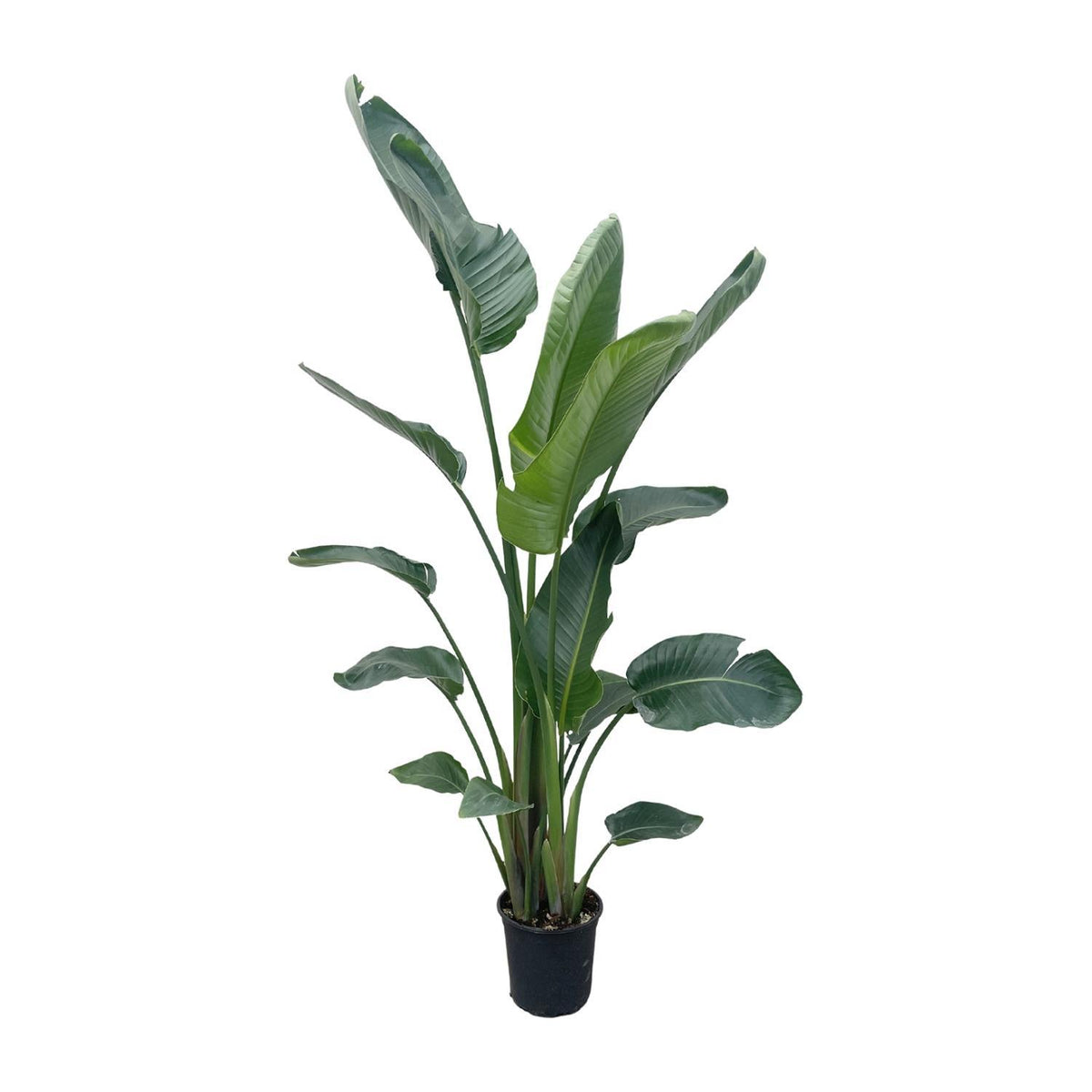 Strelitzia Nicolai XXL | ↑225 cm | Ø27 cm