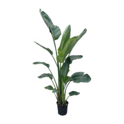 Strelitzia Nicolai XXL | ↑225 cm | Ø27 cm