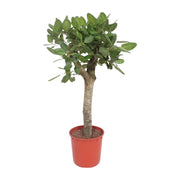 Ficus Benghalensis boom | ↑150 cm | Ø34 cm