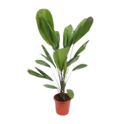 Licuala Grandis | ↑120 cm | Ø27 cm