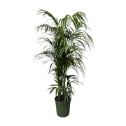 Howea Forsteriana | ↑230 cm | ø38 cm