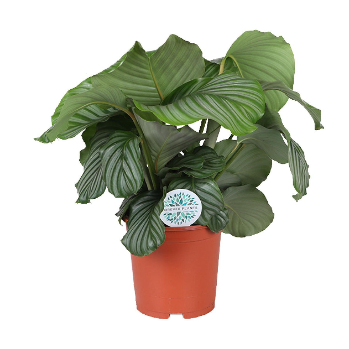 Calathea Orbifolia | ↑70 cm | Ø21 cm