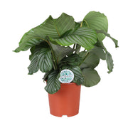 Calathea Orbifolia | ↑70 cm | Ø21 cm